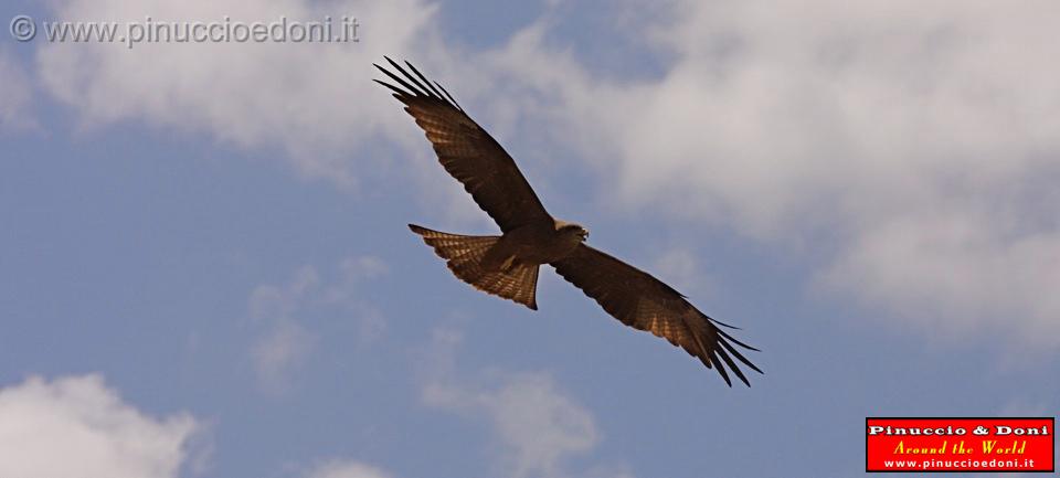 Ethiopia - 399 - Eagle.jpg